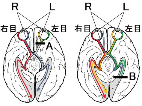 視交叉城郭|視交叉上核と睡眠の関係